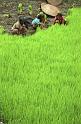 WT 1000 146-35 Nepal